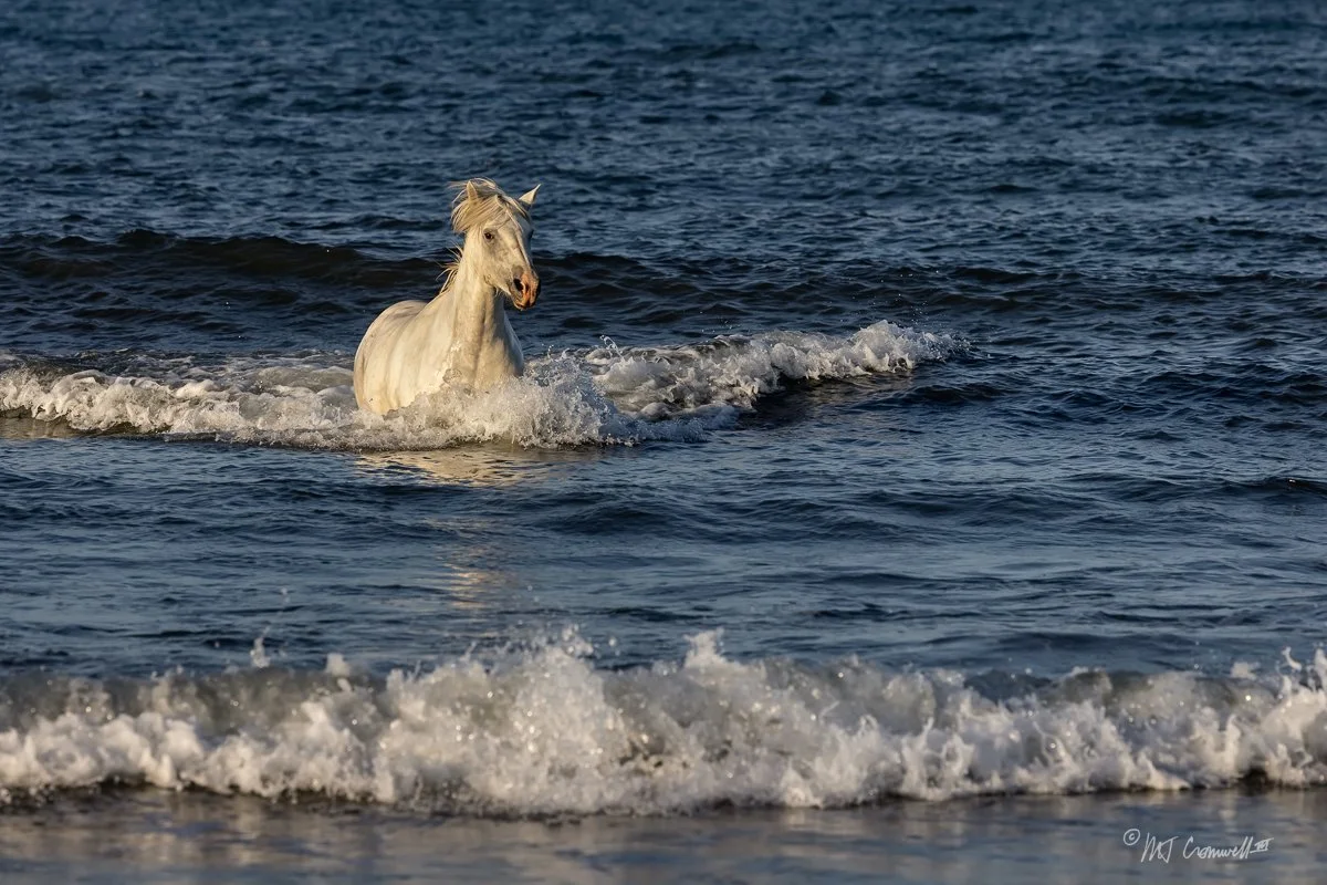 Camargue Horse coming ashore in Early Morning