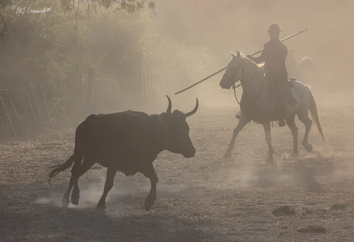 Camargue Gardian driving bull in Dusty Corral 