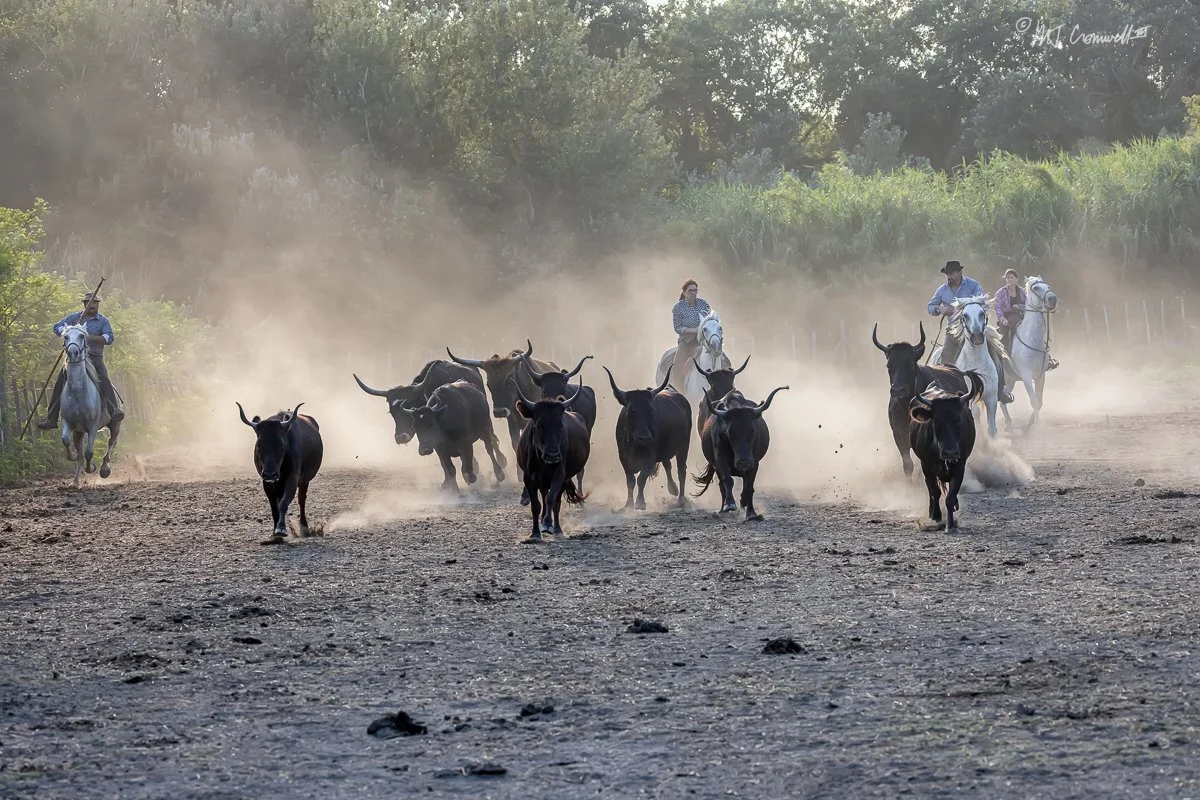Camargue Gardians driving bulls in Dusty Corral 