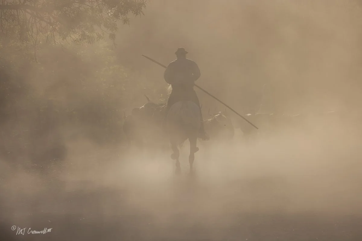Camargue Gardian driving bulls in Dusty Corral 