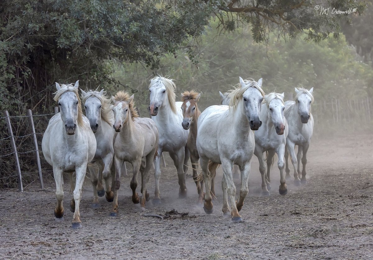 Camargue Horses in Dusty Corral