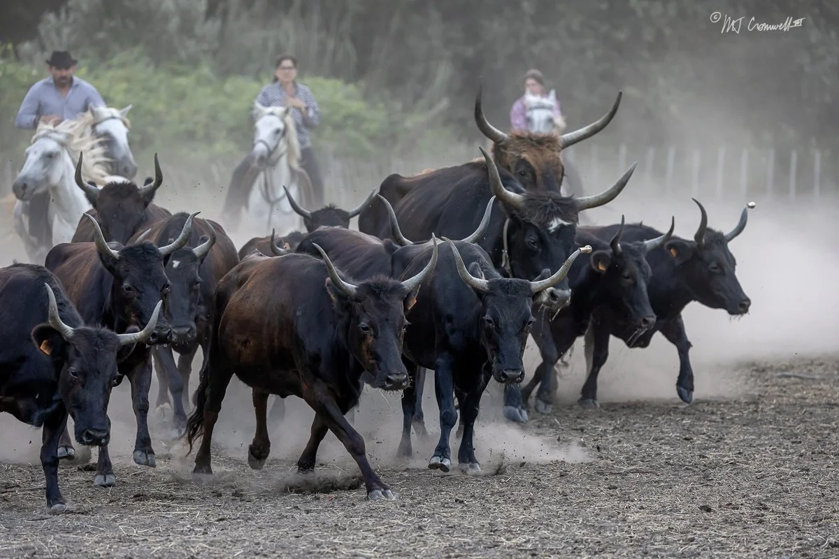 Camargue Gardians driving bulls in Dusty Corral 