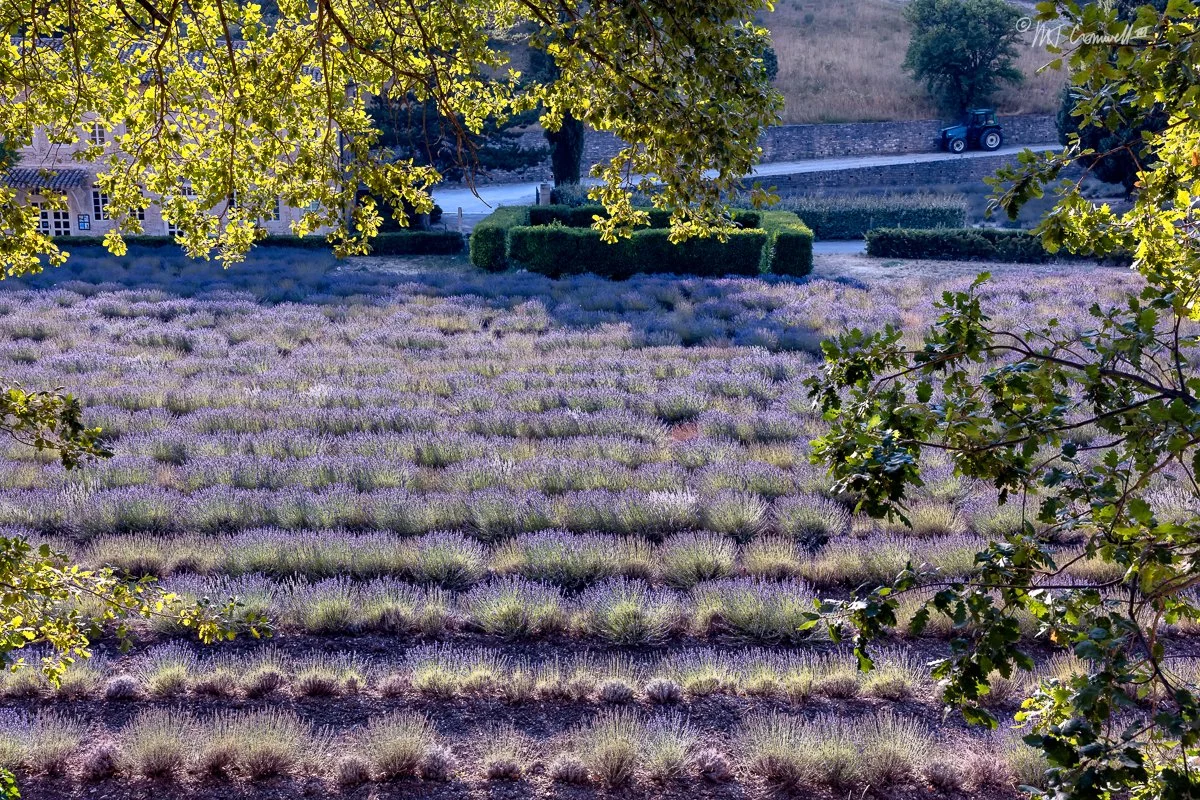 Backlit Lavender at the Notre-Dame de Senanque Abbey