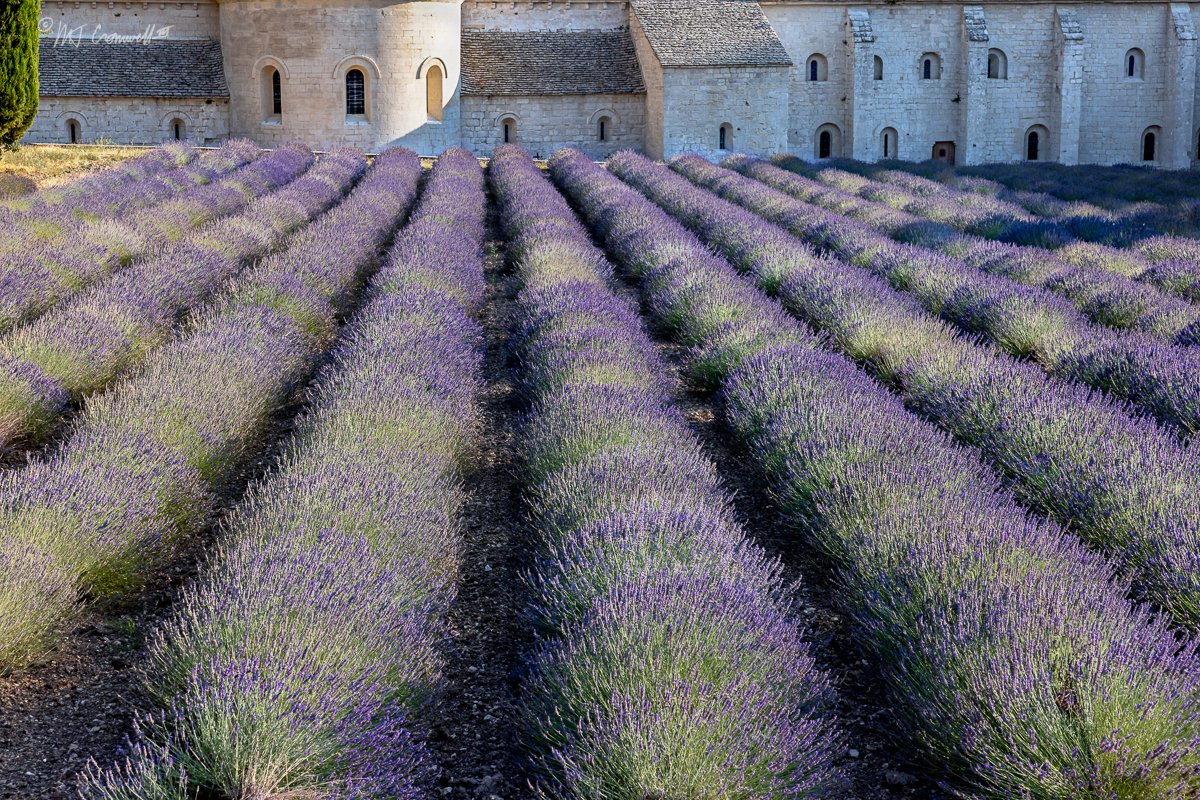 Rows of Lavender at Notre-Dame de Senanque Abbey