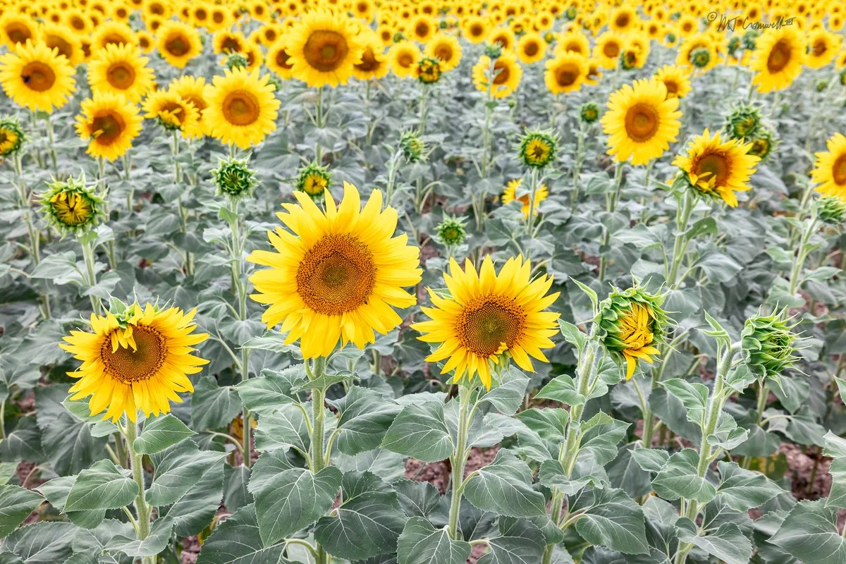 Roadside field of Sunflowers in Provence