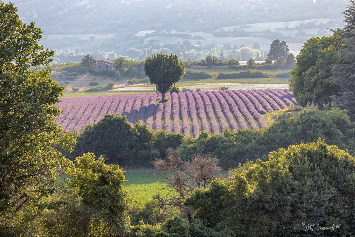 Lavender Field in Provence from a Distance