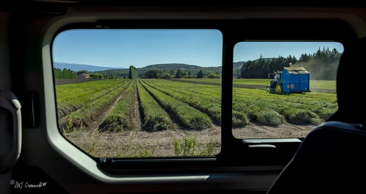 Harvesting Lavender in Provence