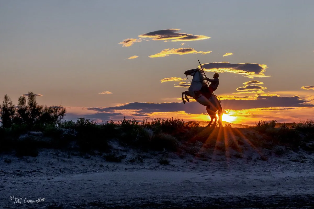 Silhoette of Gardian on Camargue Horse at Sunrise