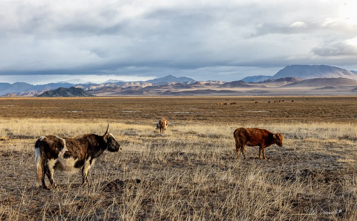 Some of the Herd of Second Host Family