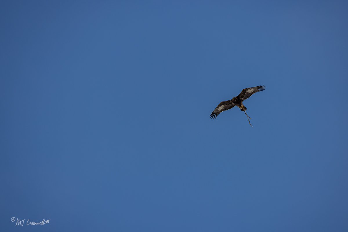 Eagle in Flight in Event Timing Trip to Stuffed Fox Carcass