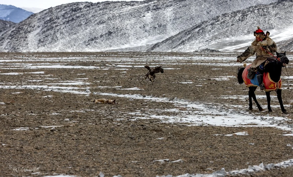 Eagle Prepared to Land on Stuffed Fox Carcass in Event