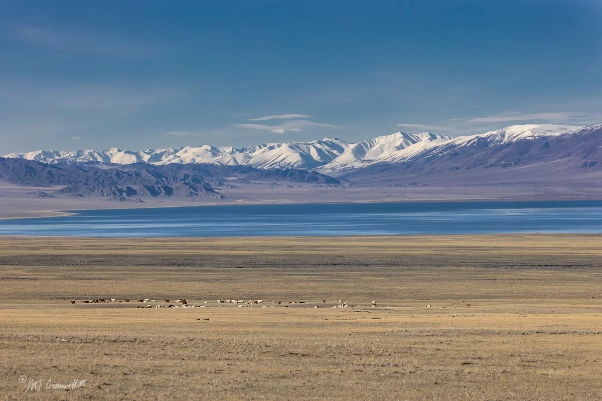 Herd Near Urreg Lake and Altai Mountains on Route from Olgii to Ulaangom