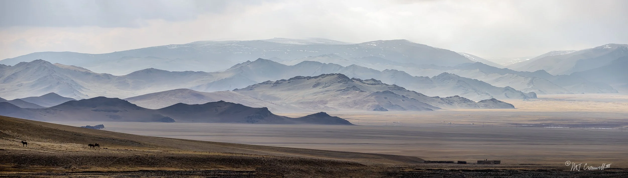 Horses Grazing on the Steppe in Western Mongolia
