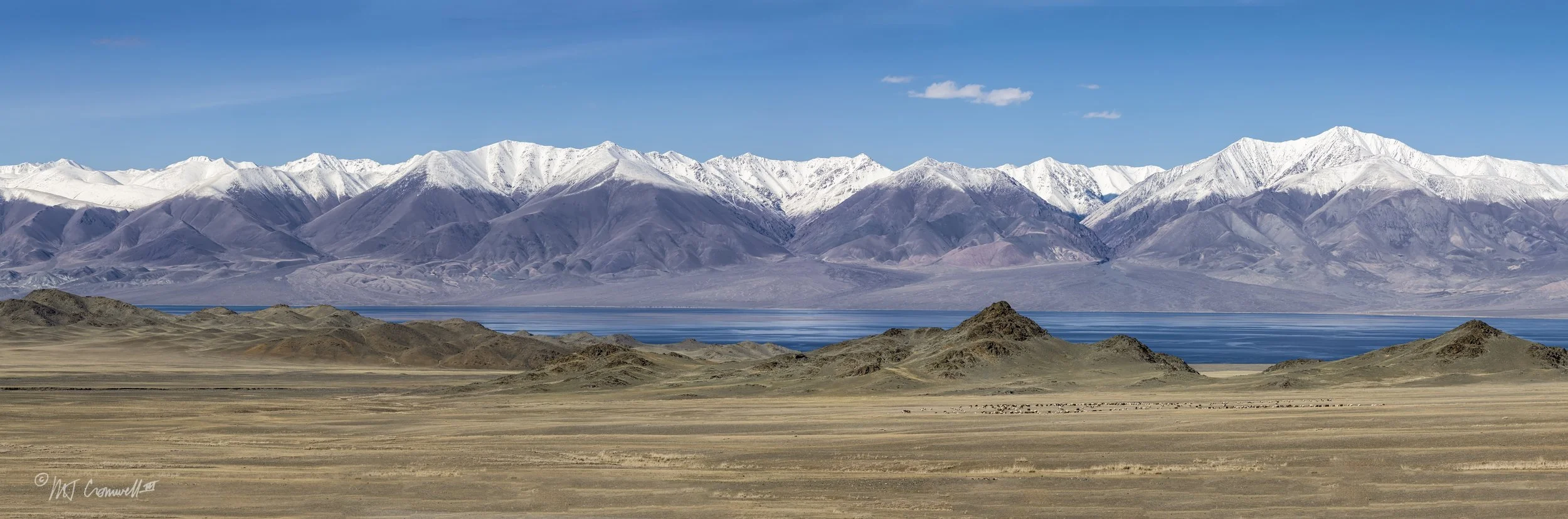 Sheep Grazing on Steppe Near Altai Mountains in Western Mongolia