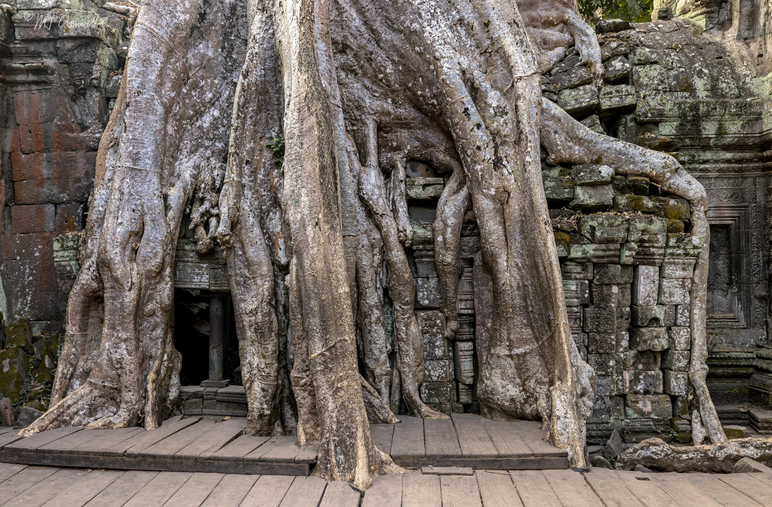 Overgrown Ta Prohm Buddhist Monastery in Angkor Wat Complex