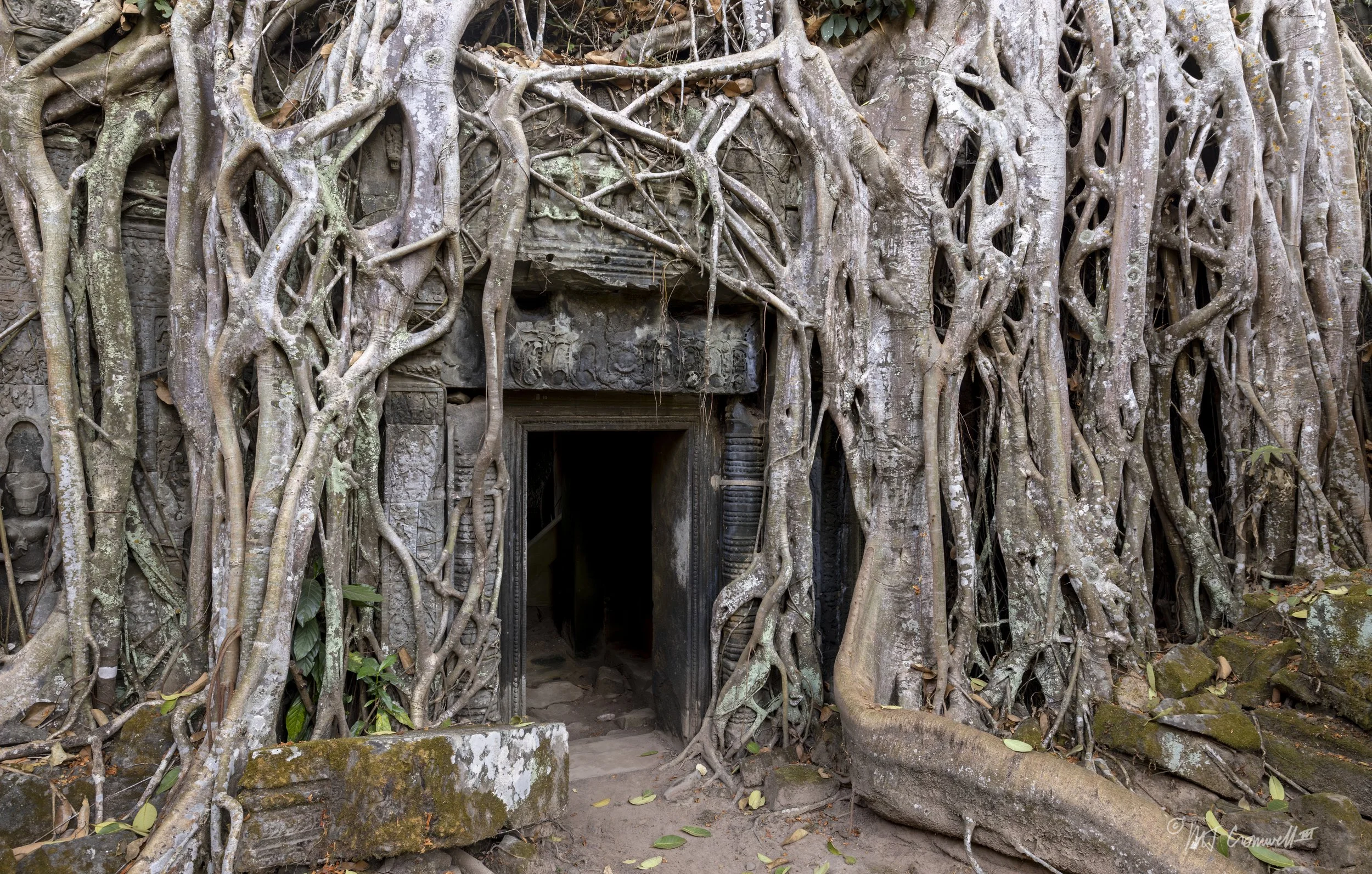 Overgrown Ta Prohm Buddhist Monastery in Angkor Wat Complex