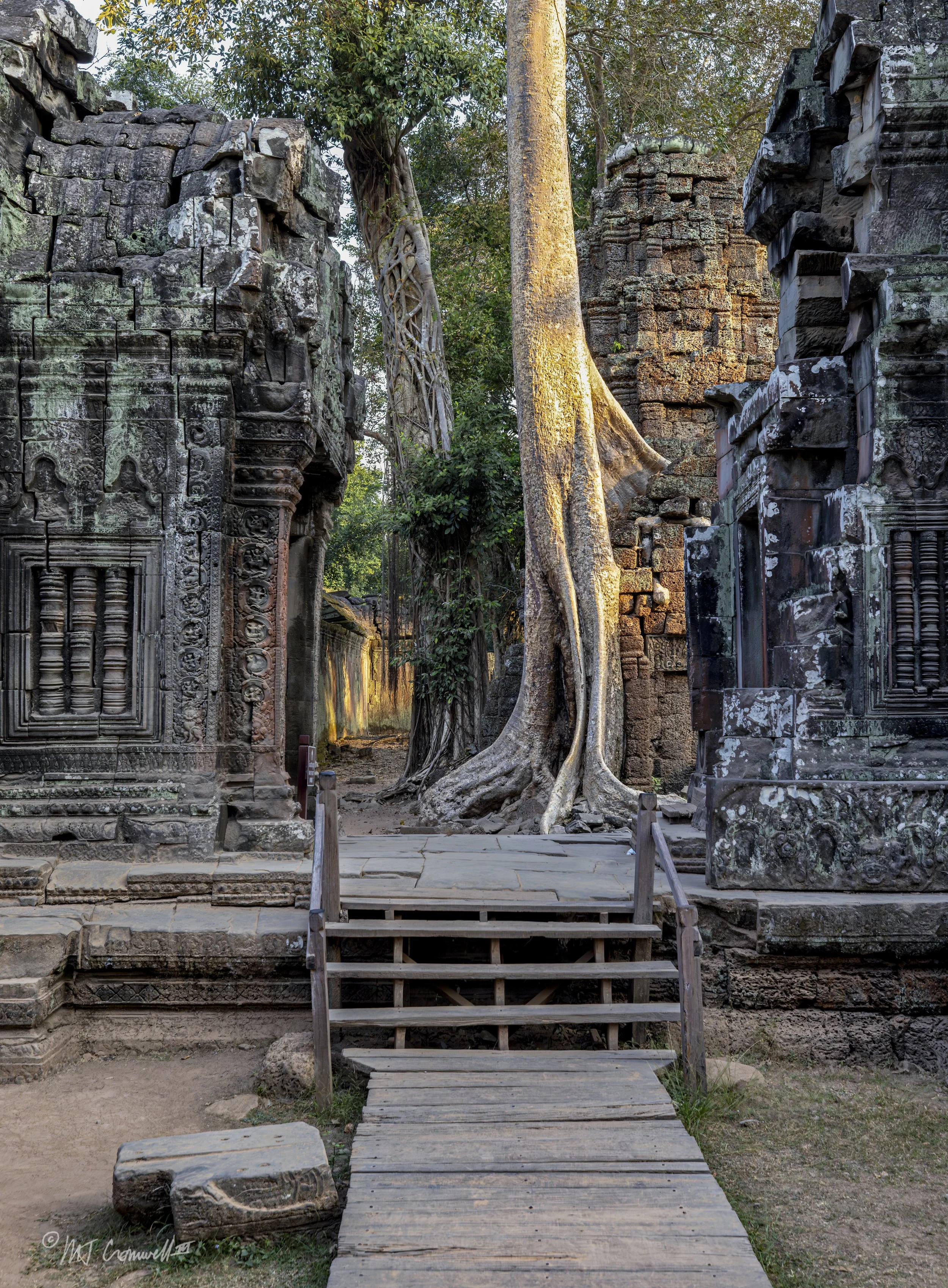 Old Trees Sharing Space in Ta Prohm