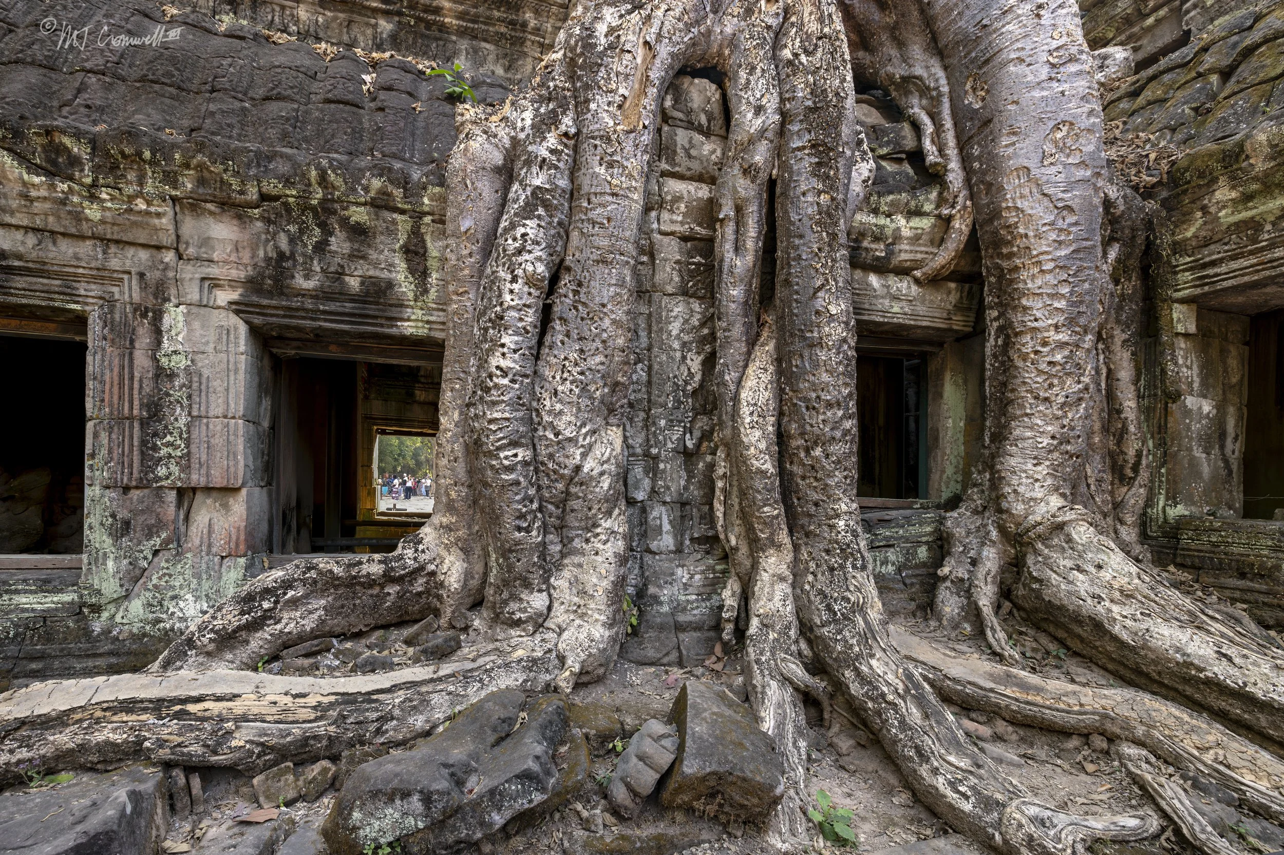 "Tomb Raider" Ta Prohm Buddhist Monastery in Angkor Wat Complex