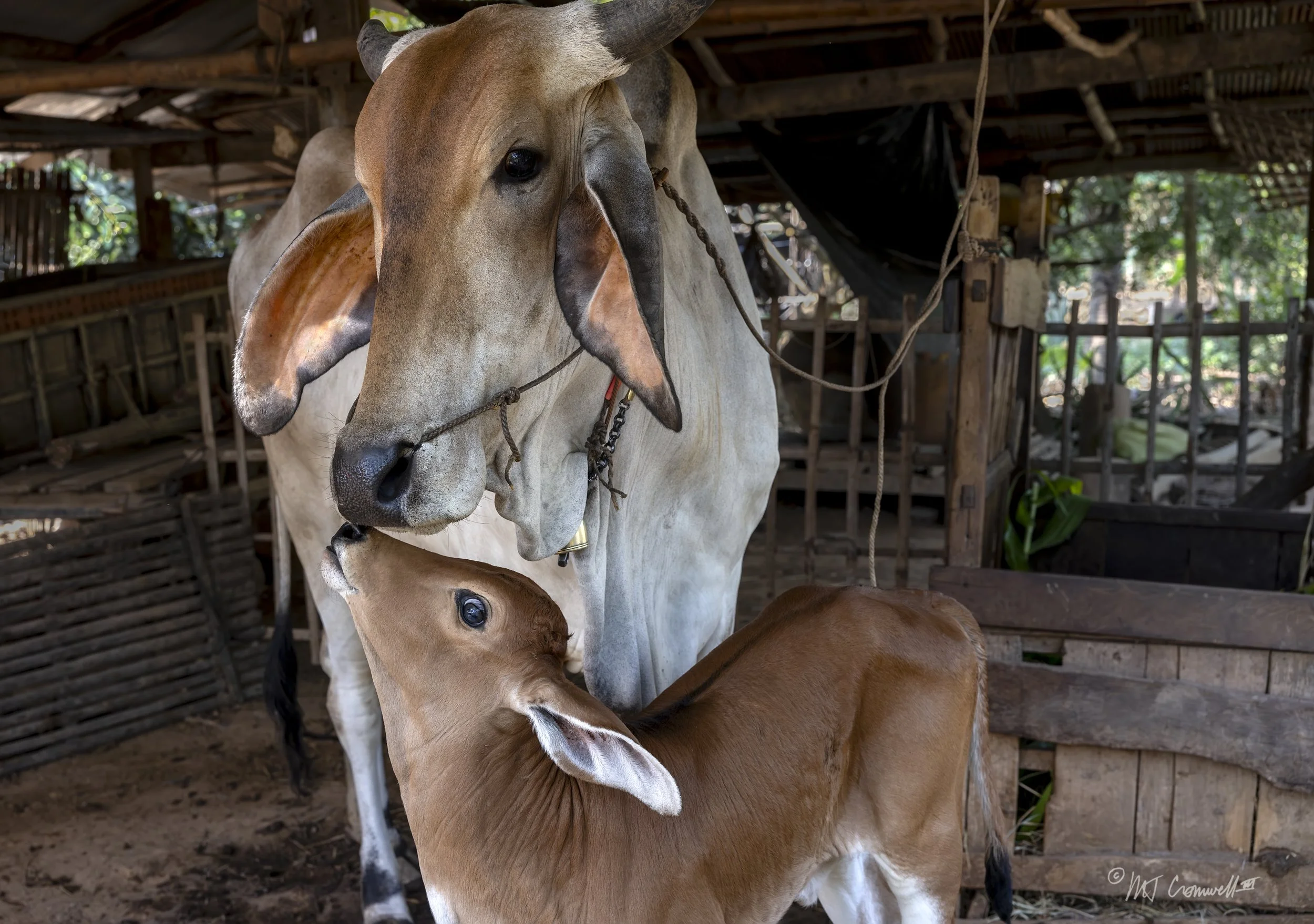Mother and Child in the Shade Under a Cambodian Village Home