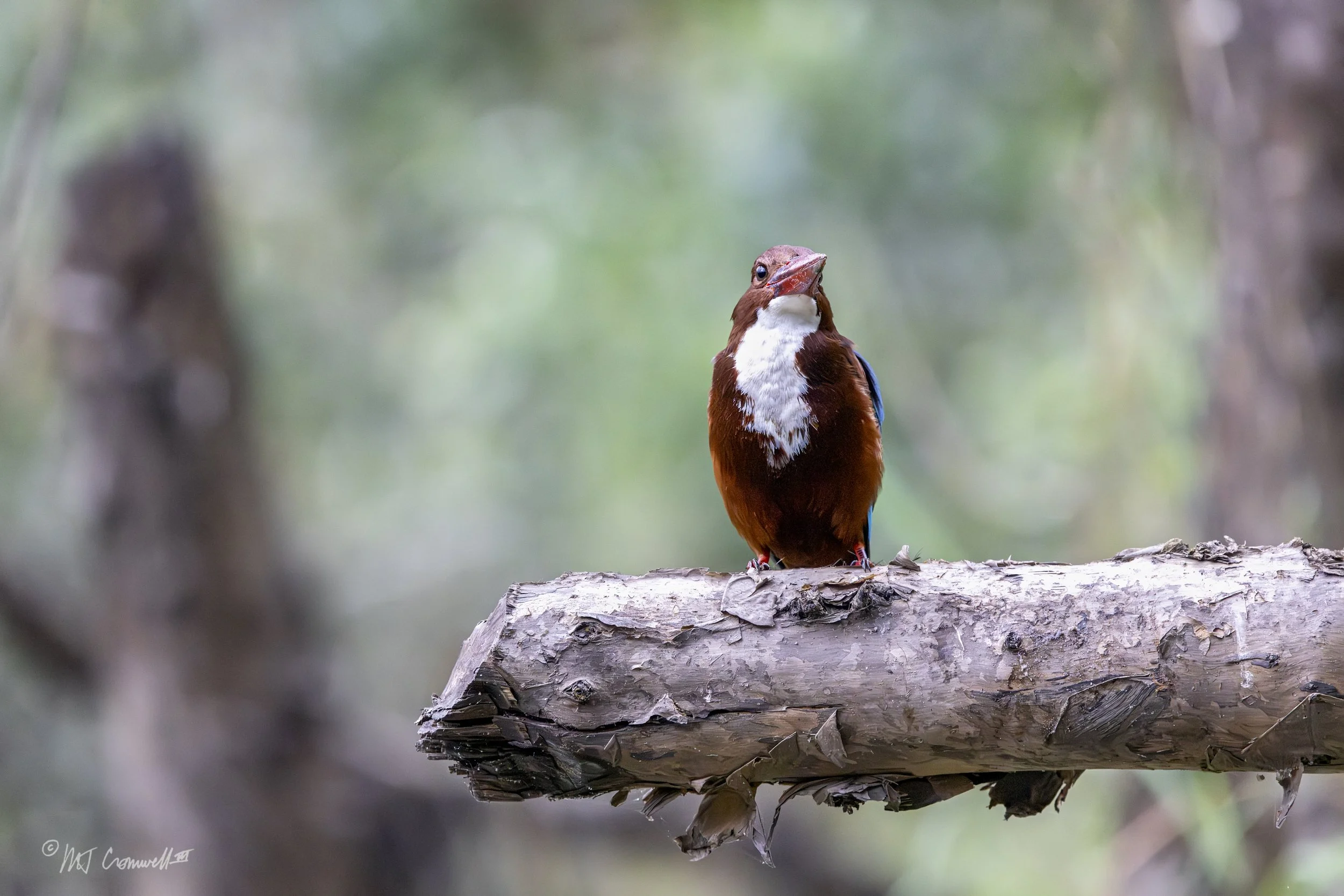 Kingfisher in Tra Su Bird Sanctuary in Giang, Vietnam