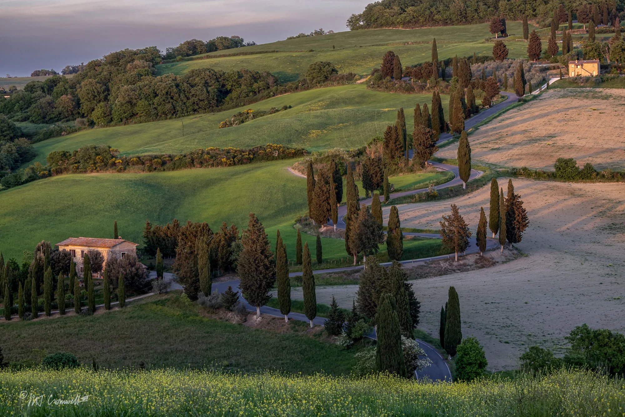 Well Known Cypress-Lined Switchback Road in Val D'Orcia