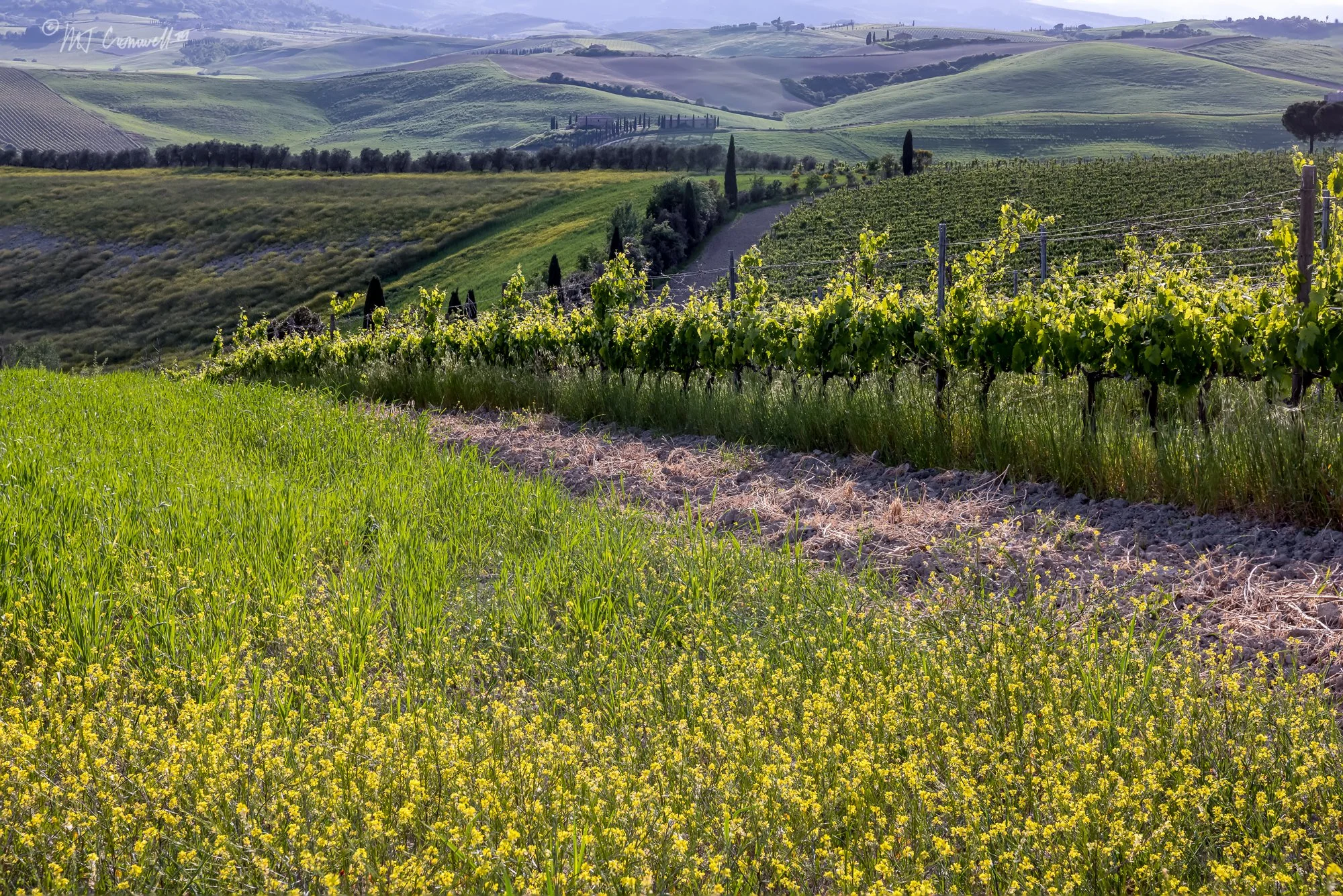 Late Day Sun Causes Vines to Glow in Val D'Orcia