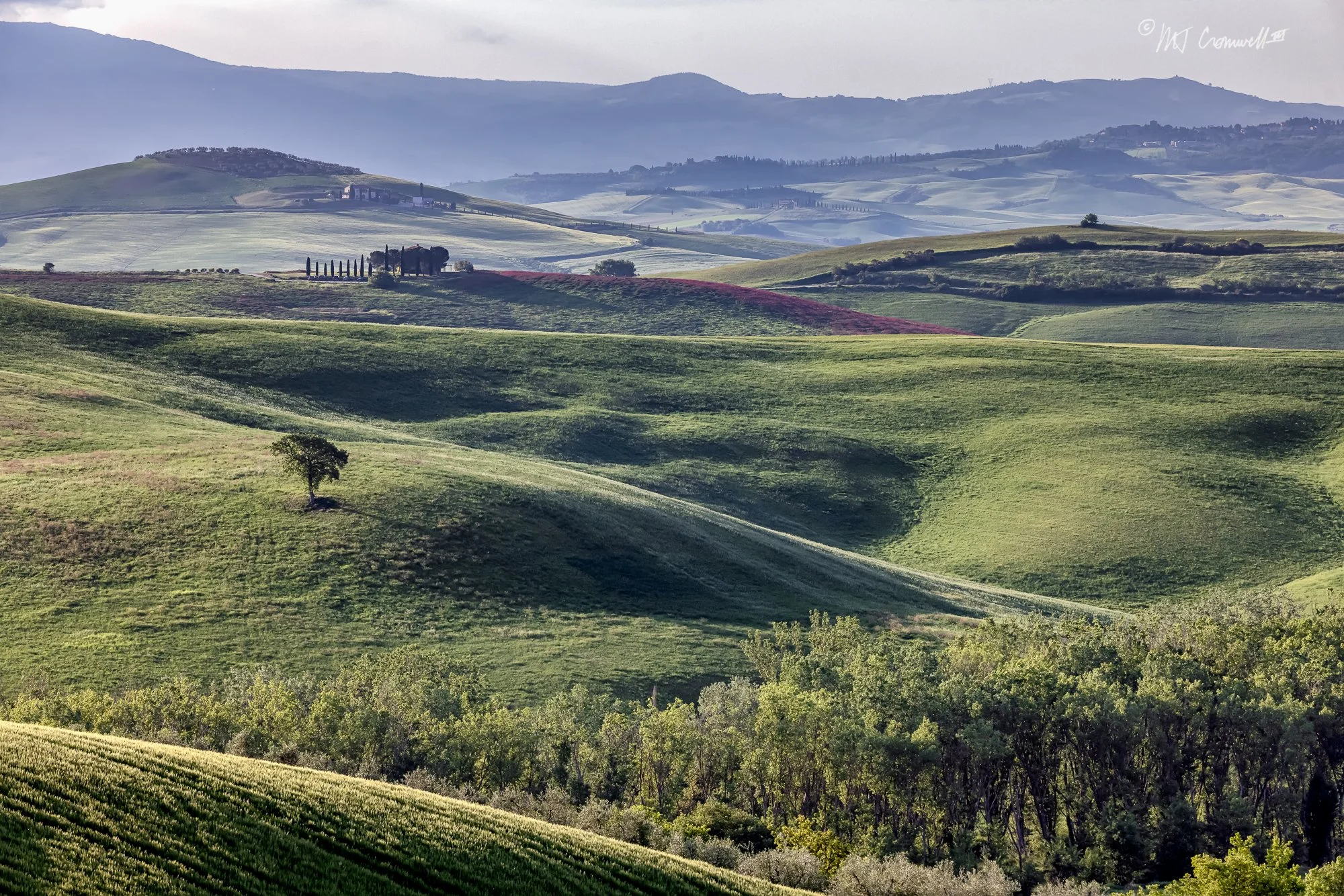 Lone Tree in Morning Light Among Rolling Fields in Val D'Orrcia