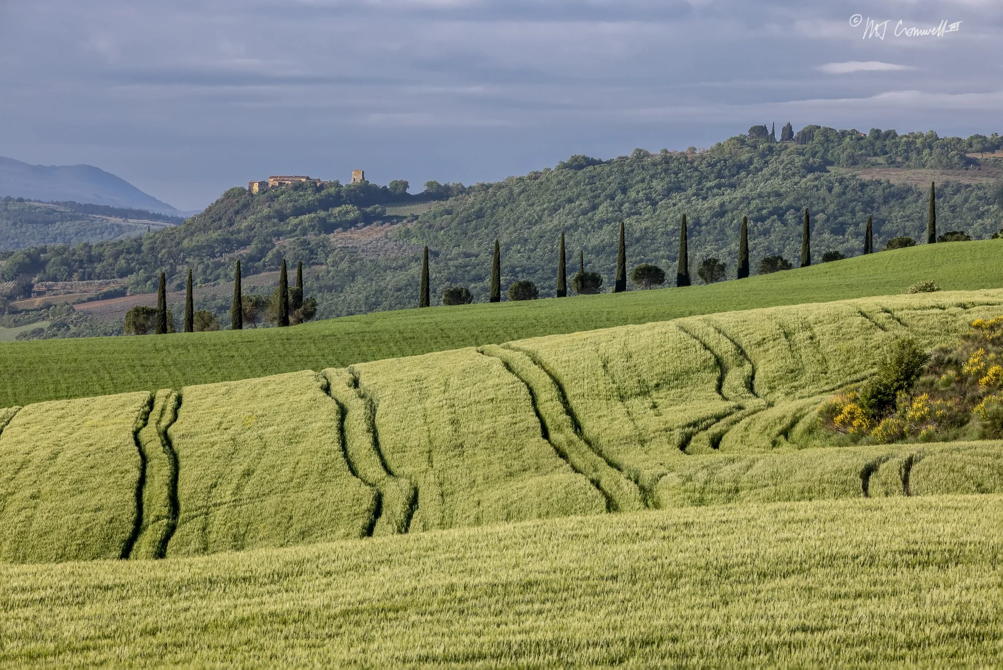 Rolling Fields of Grass in Morning Light in Val D'Orcia