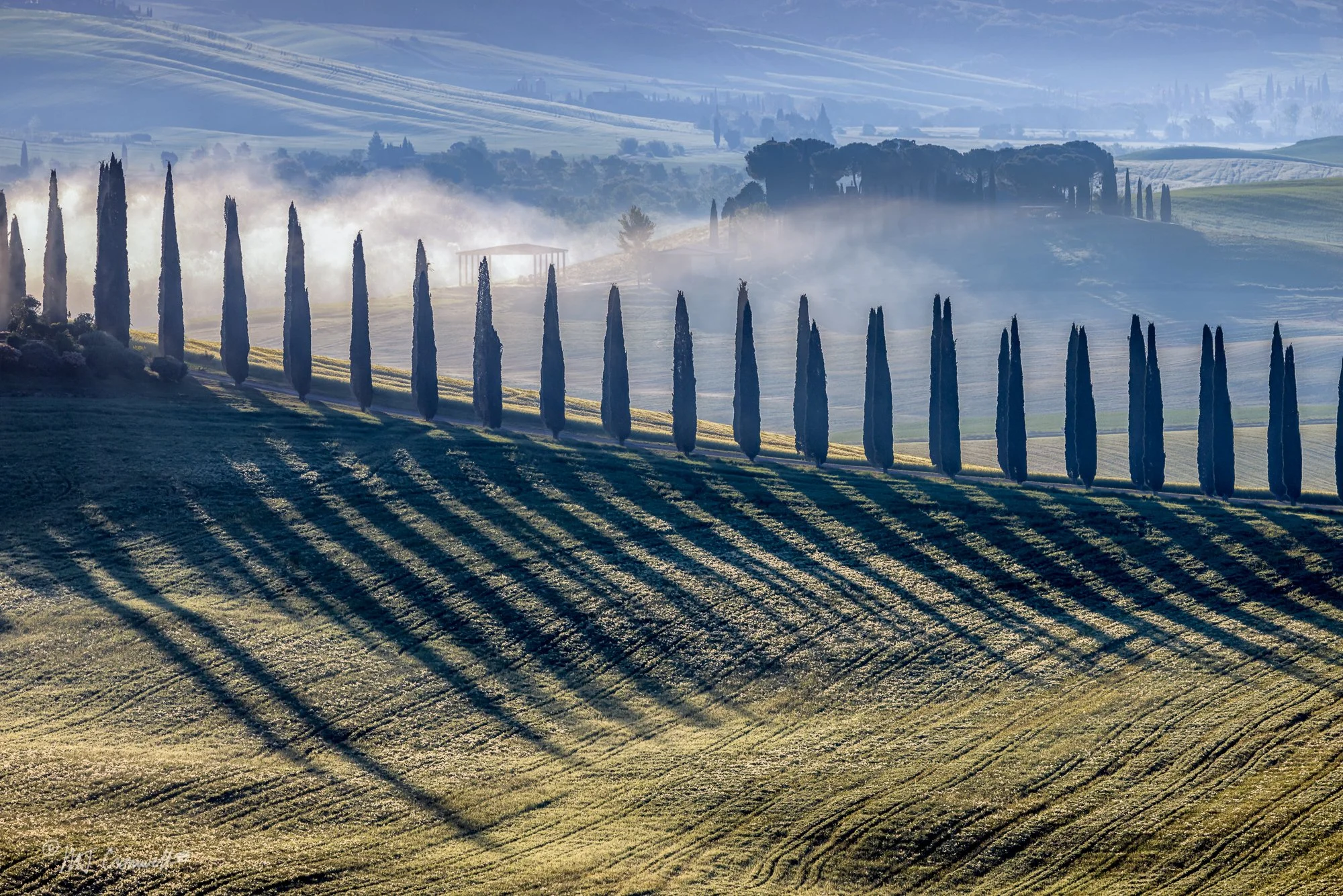 Cypress Tree Shadows At Sunrise in Val D'Orcia Region of Tuscany