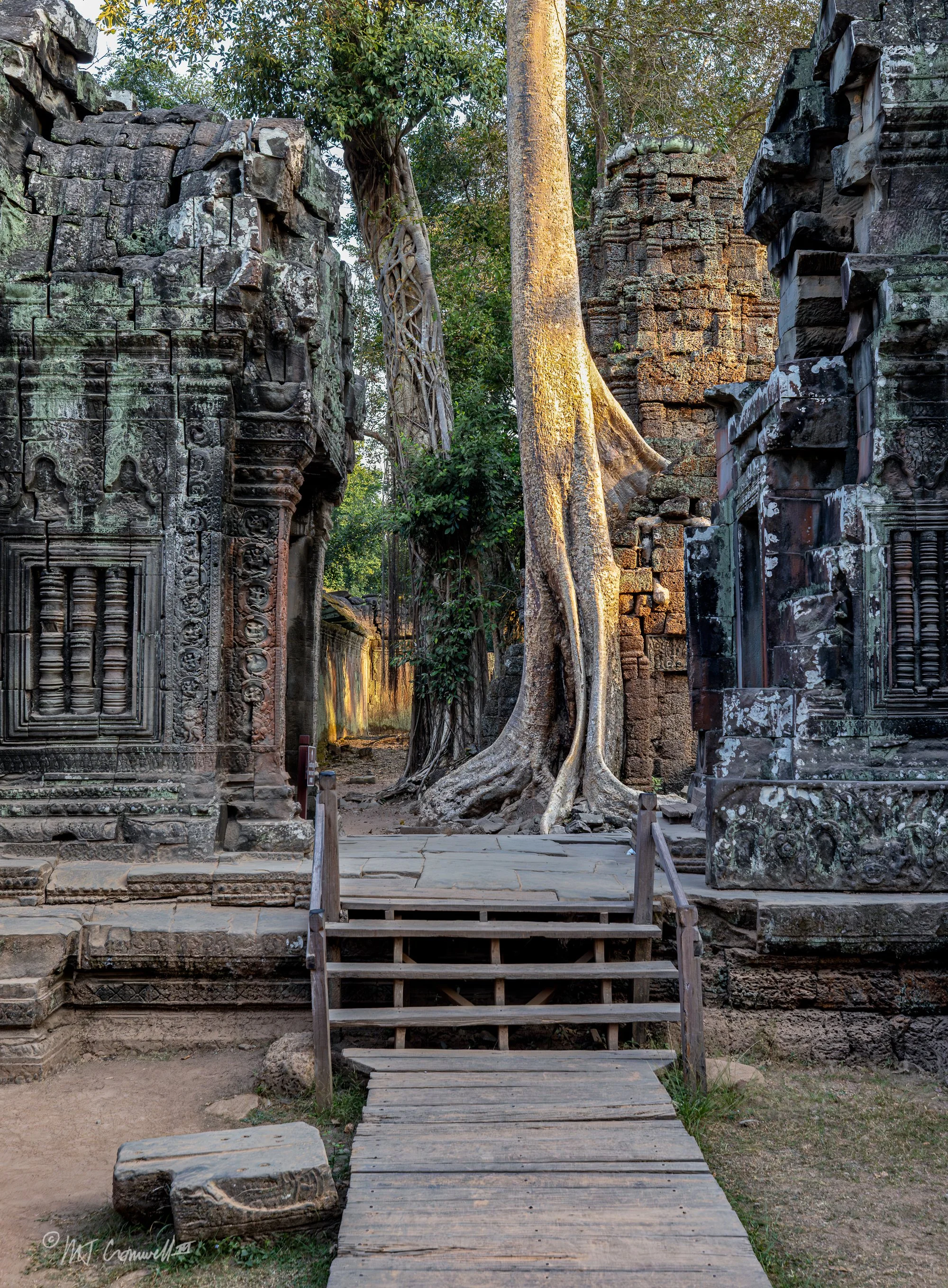 Old Trees Sharing Space in Angkor Wat