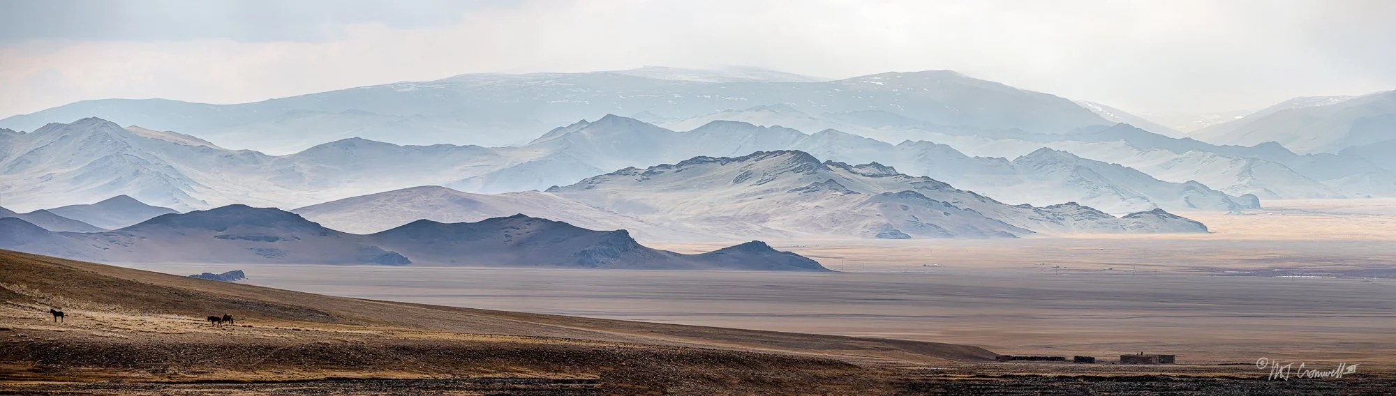 Horses Grazing on the Steppe in Western Mongolia