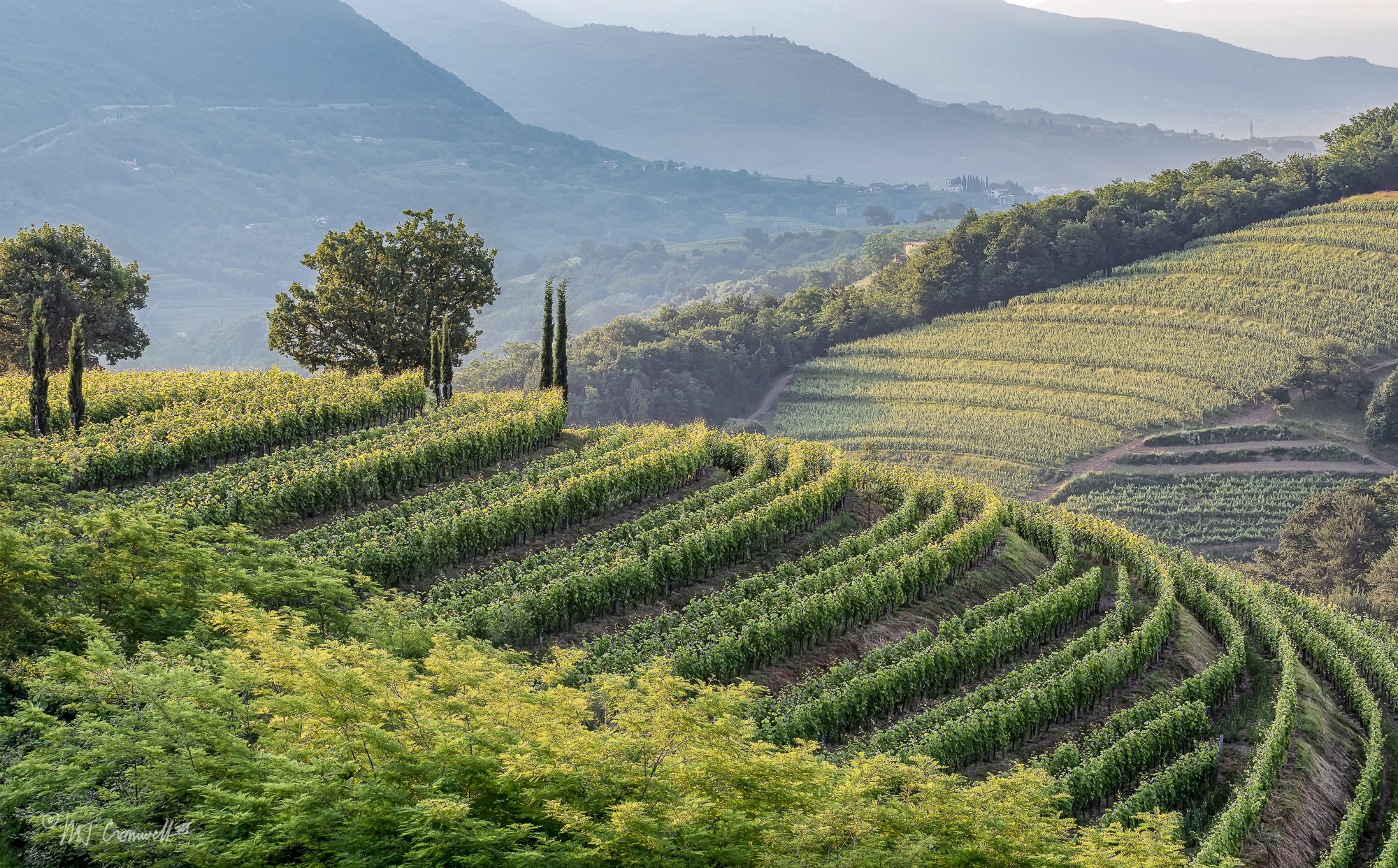 Slovenian Vineyard