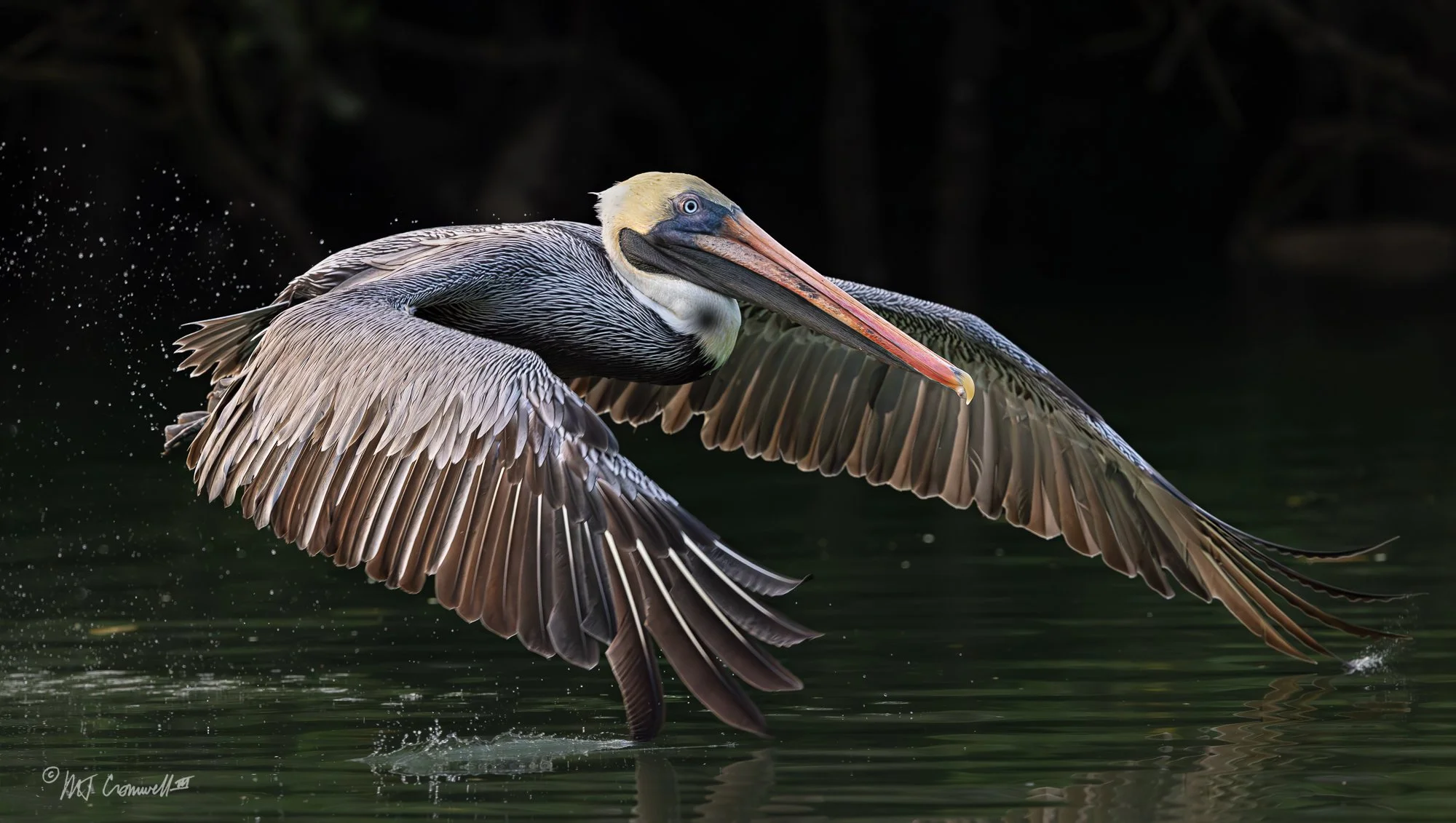 Brown Pelican in Black Turtle Cove on Santa Cruz Island in Galapagos Islands