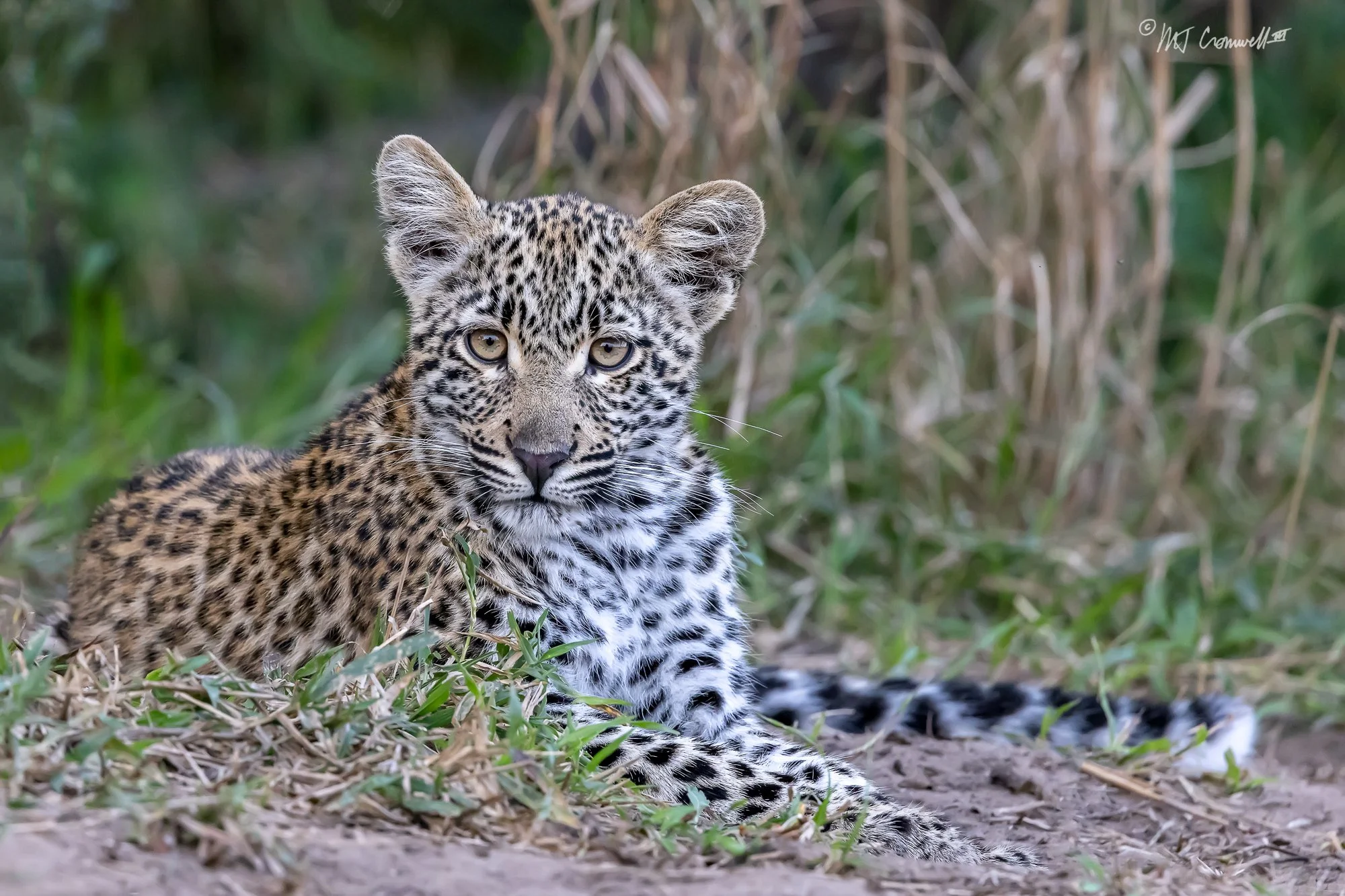 Young Female Leopard Waiting for Mother to Return from Hunting in Sabi Sand Reserve Near Kirkman's Kamp