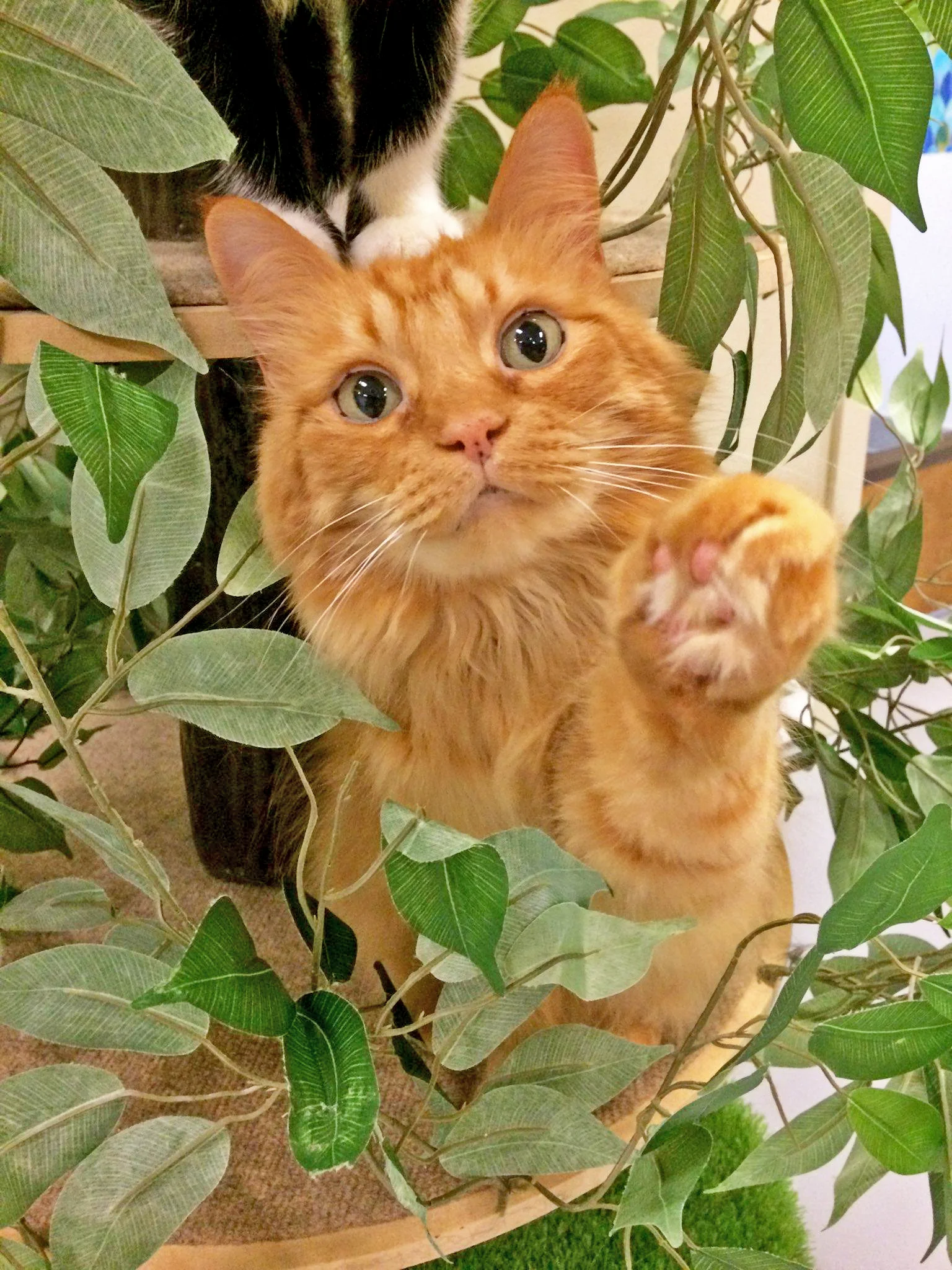 Simba.jpg