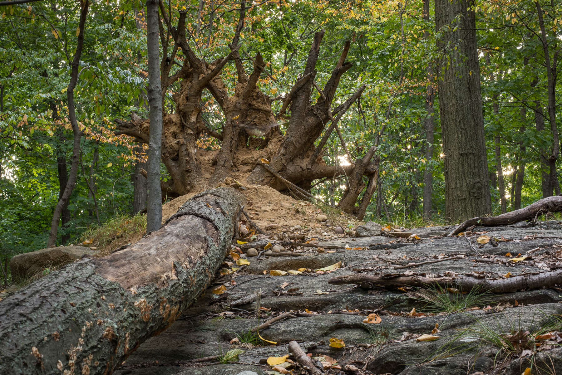 Uprooted, Archival Pigment Print, various sizes/editions