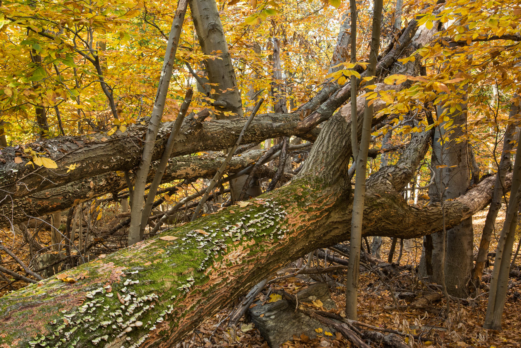 Grip, Archival Pigment Print, various sizes/editions