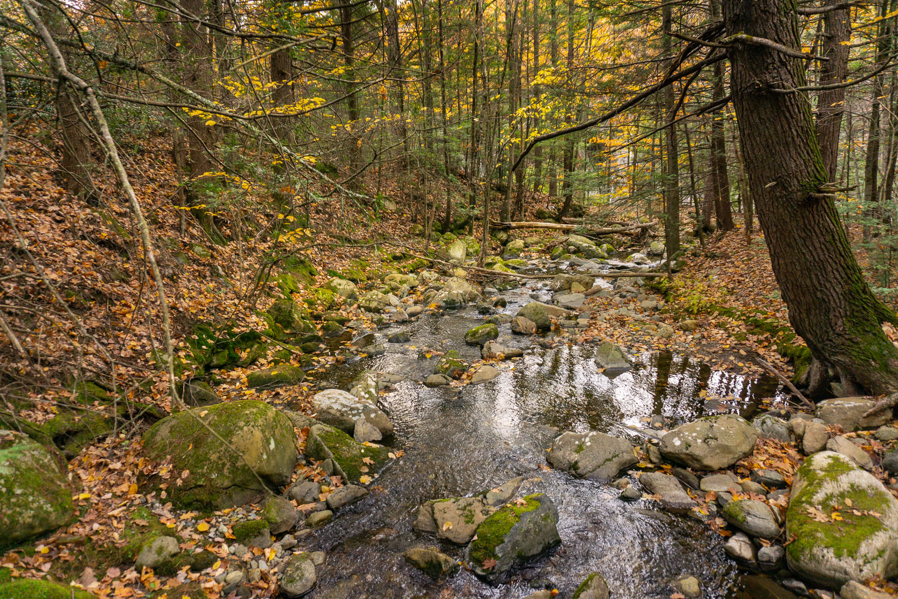 Lenox Woods, Archival Pigment Print, various sizes/editions