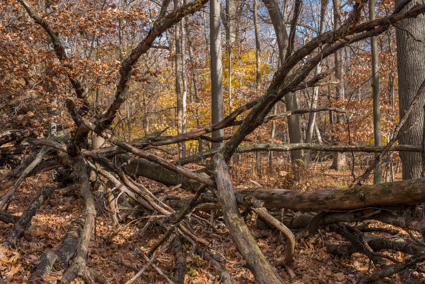 Cover, Archival Pigment Print, various sizes/editions