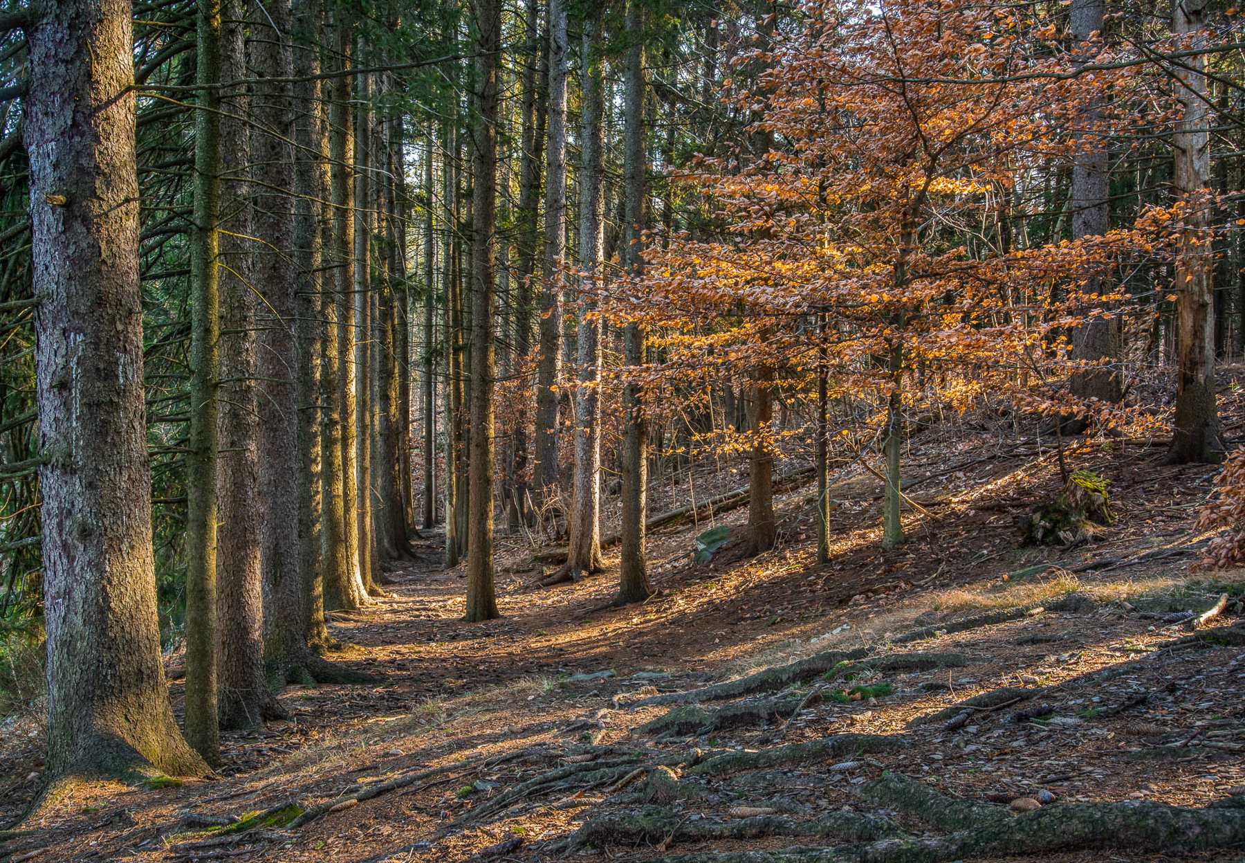 Hillside, Archival Pigment Print, various sizes/editions