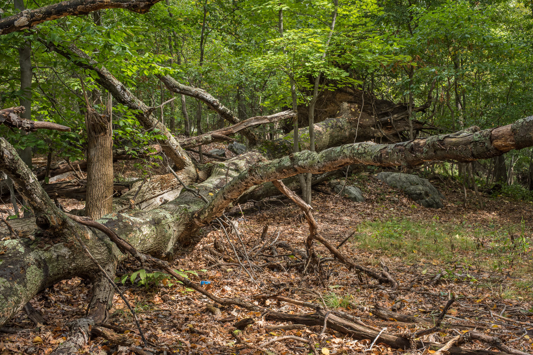 Grip, Archival Pigment Print, various sizes/editions