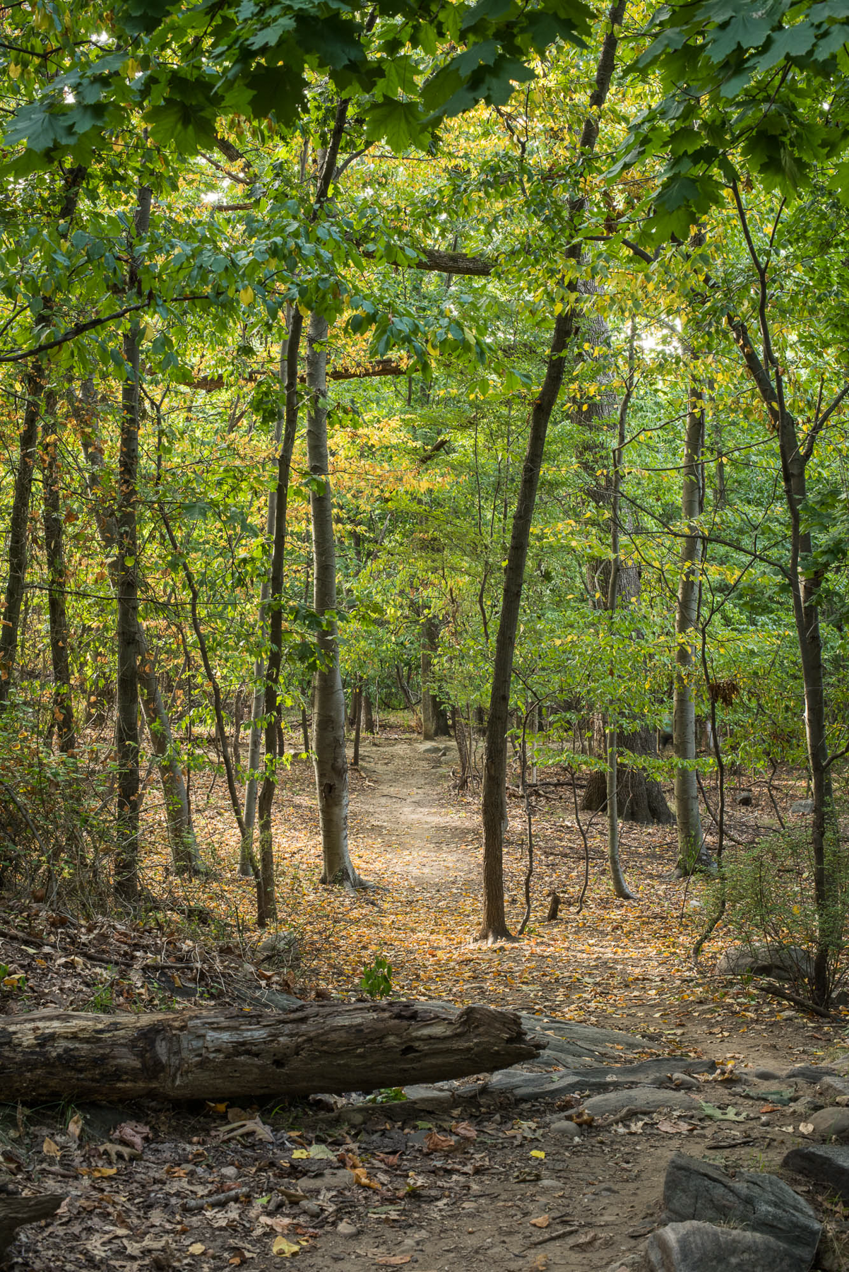 Hillside, Archival Pigment Print, various sizes/editions