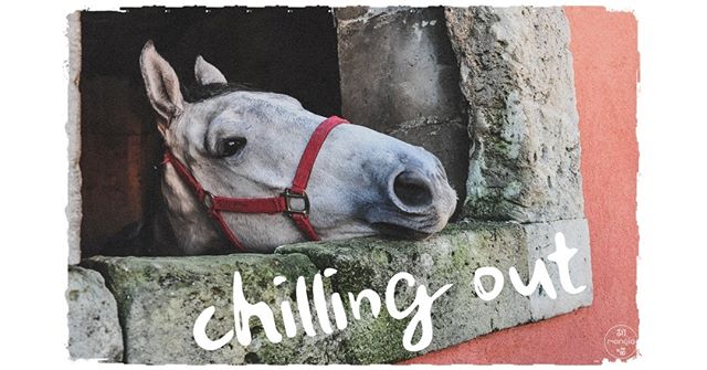 Weekend! Relaxingin the afternoon, watching the farmers working hard.
📍Shot in the courtyard of Azienda Agricola Italia (Farm &amp; Restaurant)
.
.
.
.
.
#ilovesicily 
#sicily #sicilia #instasicily #ig_sicily #livelovesicily #loves_sicily #horse 
#i
