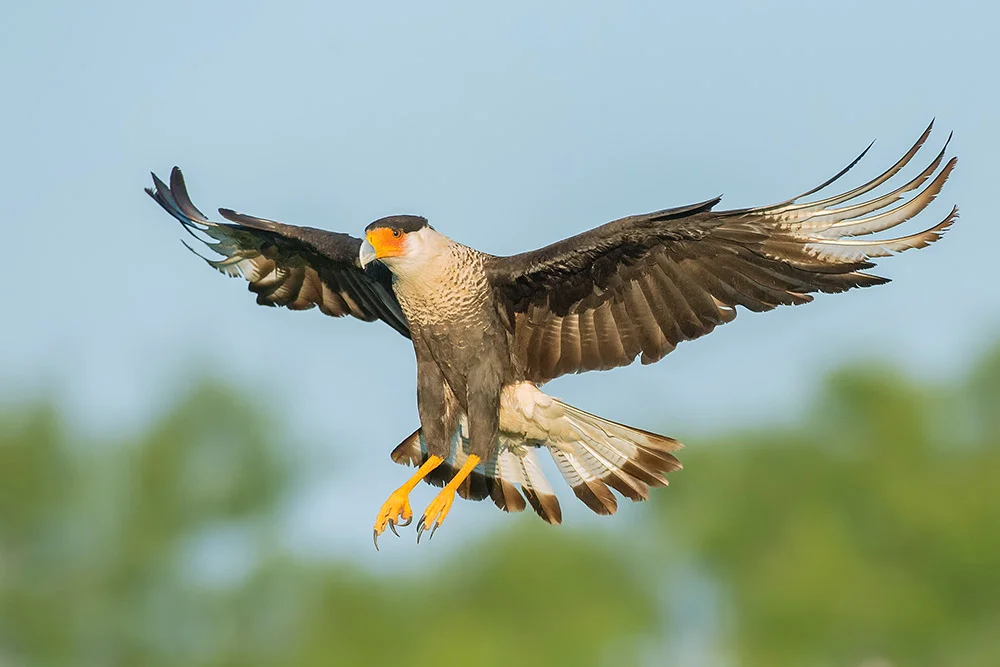 Crested Caracara in flight. 2017 © Hector D. Astorga