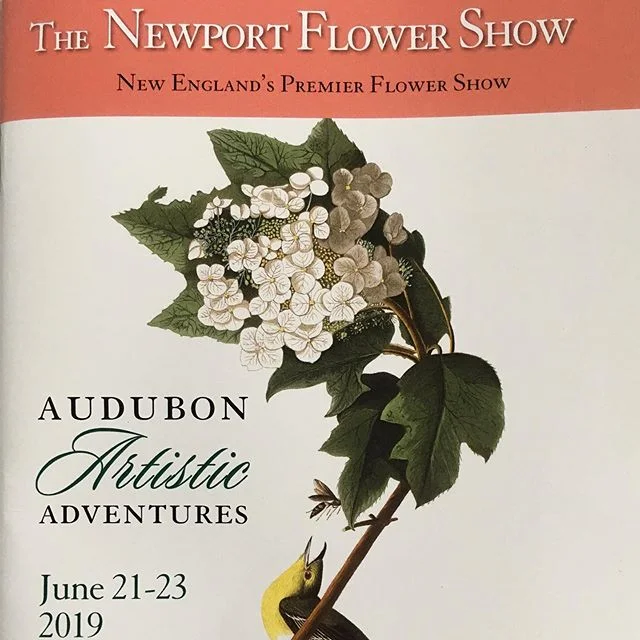 At Newport Flower Show getting ready to judge begonias. Fog and drizzle but flocks of pink flamingos and blue herons grace the front lawn!#newportflowershow2019#rosecliffmansion #flowershows