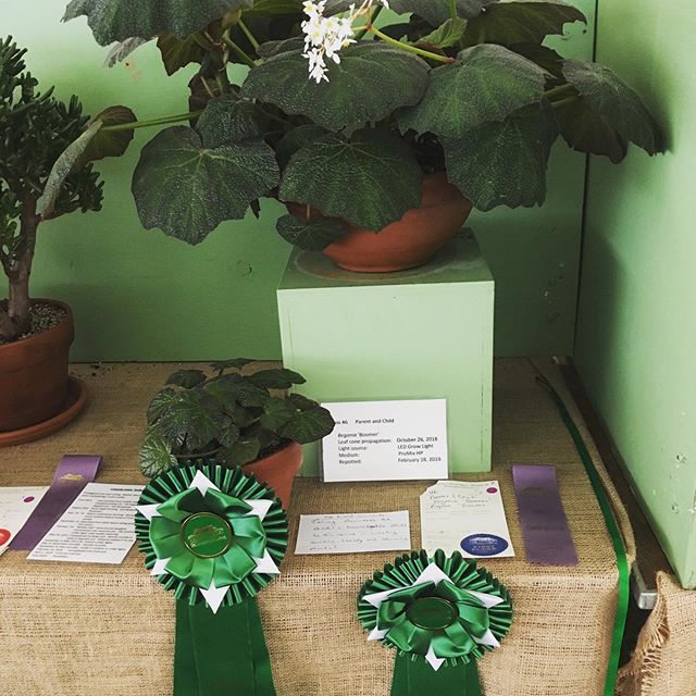 Entered the Newport Flower Show Parent-Child class with this mature B. &lsquo;Boomer&rsquo; and a leaf-cone started last October. Won Best-in-Show and Master Gardener award!