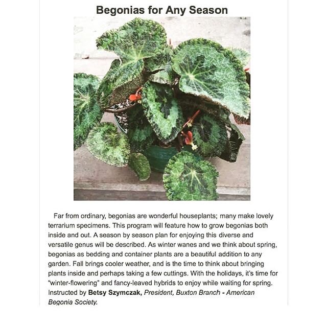 I will be speaking about begonias at the Massachusetts Horticultural Society in Wellesley at 7PM on Tuesday February 11. For more details go to masshort.org or @masshort #begonias #begoniabrigade #begoniasofinstagram #begoniasizemoreae