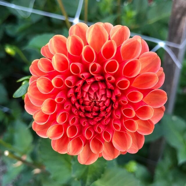 Do you want MORE dahlias? Who doesn&rsquo;t? Join me and the @newenglanddahliasociety meeting on Sunday. To get a jump on the season I will show you how to start tubers indoors, and take cuttings. Joyce Sterling, creator of many show-worth hybrids wi