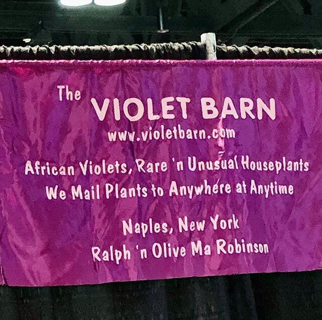 So, what did I buy at the CT flower show? Some of my favorite small rhizomatous hybrids B. &lsquo;Apple Pie&rsquo;, B. &lsquo;Emerald Lacewing&rsquo; and...some streps and a Kohleria for good measure! #violetbarn #begonias #streptocarpus #kohleria