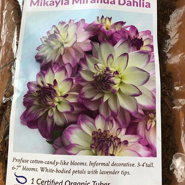 What did I buy at the show? Begonias and dahlias, of course! Hudson Valley seeds is selling very nice tubers, and Gary&rsquo;s Speciality Plants has small begonias. #begonias #dahlias #philadelphiaflowershow #hudsonvalleyseedcompany